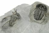 Three Devil Horned Cyphaspis Trilobite - Mrakib, Morocco #276161-4